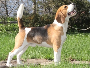 Трехцветные щенки от Gisoly Oscar Winner (Оскар) и Valsi Cherry Blossom