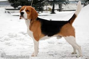 Трехцветные щенки от GISOLY JESSICA ALBA (Джессика)