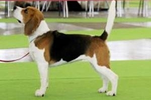 Трехцветные щенки от Ami Shegoday Ideal Jonker и Gisoly J Lo (Genya)