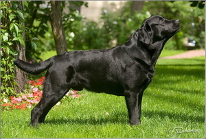 Gisoly Instinct Basic (CLINTON) 