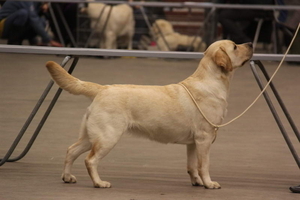 Gisoly Beautiful Life (CARLA)