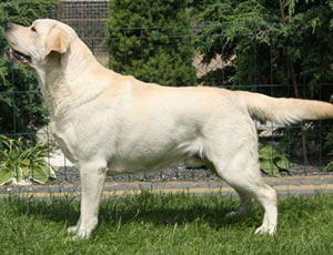 Litter "" born 22.07.2014